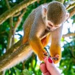 Din Bayahibe: Safari de jumătate de zi în Monkeyland - Photo 5 (Gallery view)