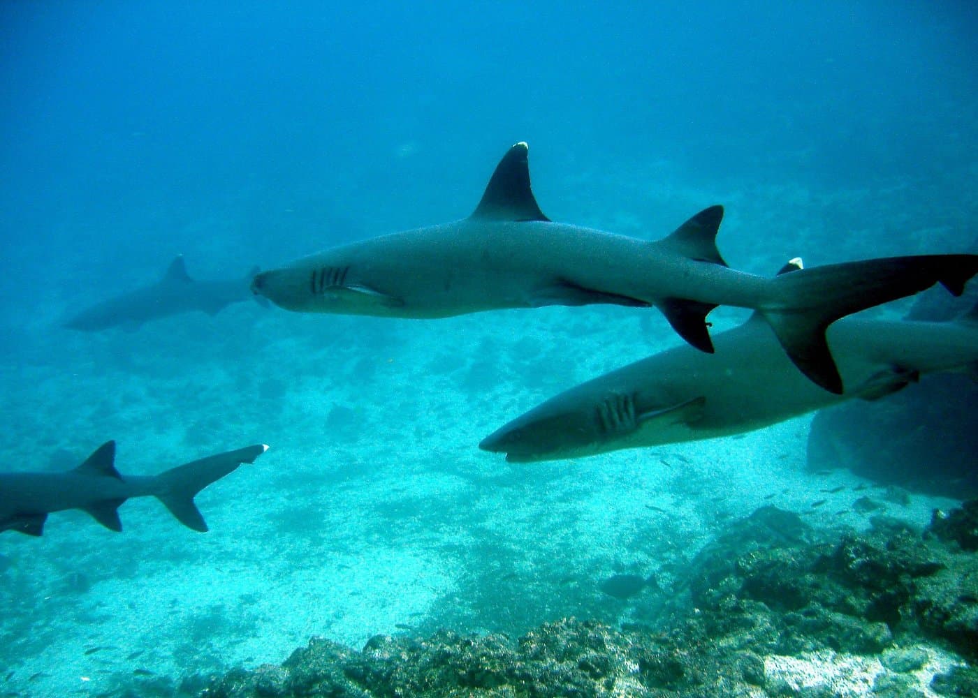 Isla Pinzón - Day Tour - From Santa Cruz - Islas Galápagos - Photo 3 (Gallery view)