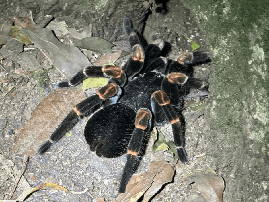 Monteverde: Nachtwanderung mit Führer und Taschenlampen - Dominican Republic