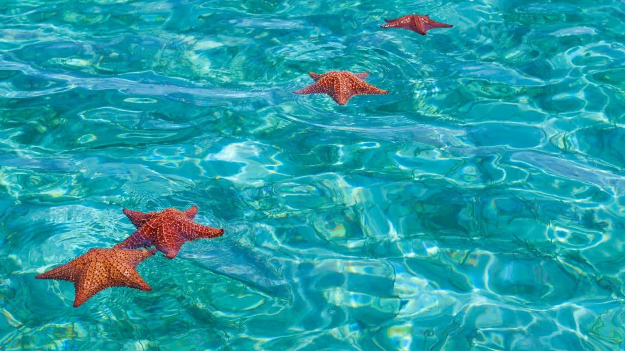Punta Cana: Full Day Excursions Samana Island Bacardi - Photo 5 (Gallery view)
