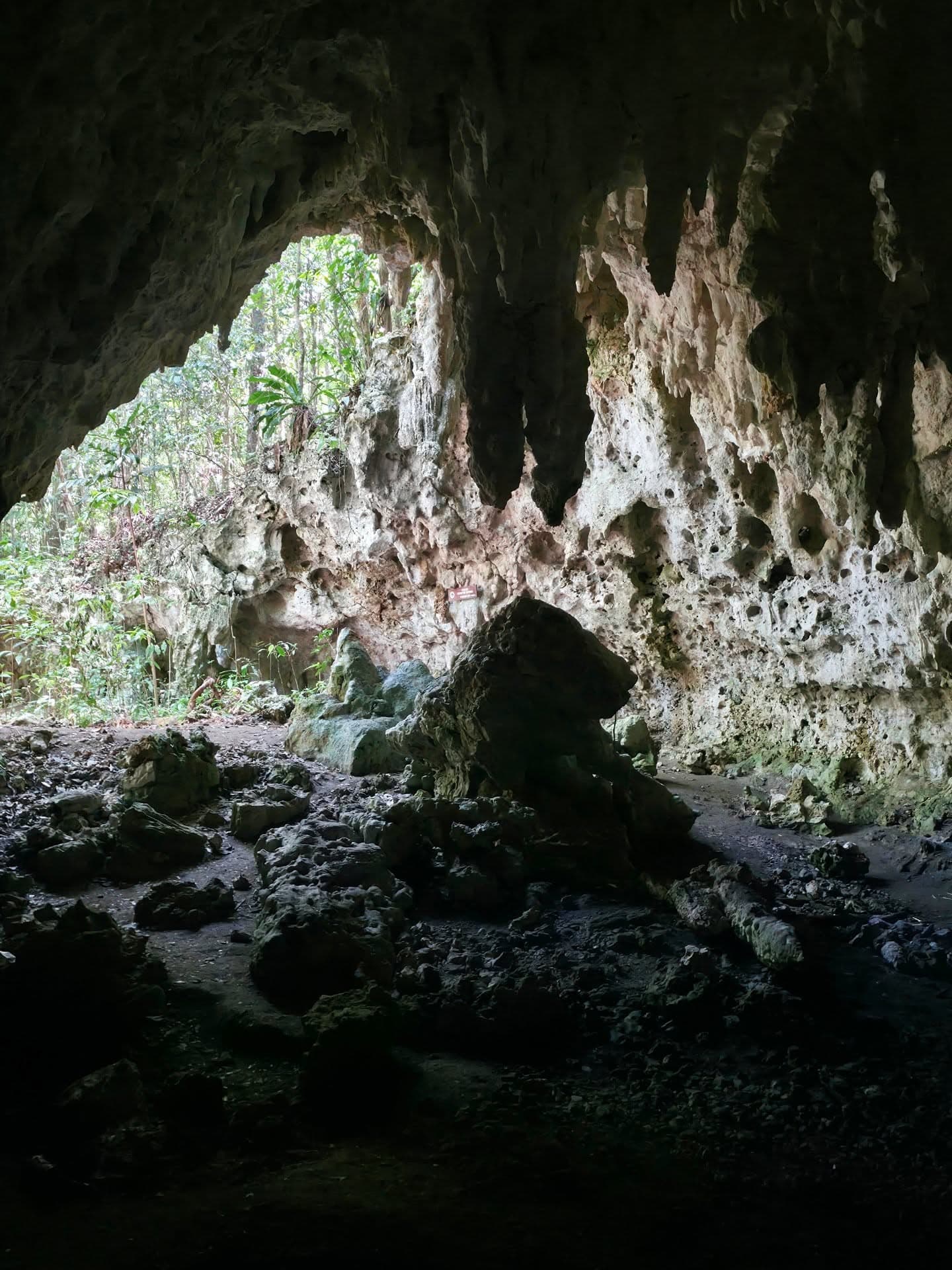 Los Haitises National Park: Boat Tour with Caves Visit - Photo 2 (Gallery view)