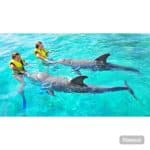 Punta Cana: Dolphin Explorer Swims and Encounters - Photo 5 (Gallery view)