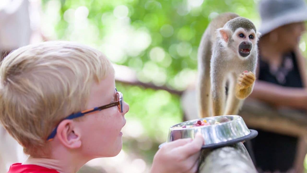 Transfers and taxis Monkey land in puerto plata