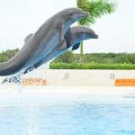Punta Cana: Swim with Dolphins in the Pool - Photo 2 (Gallery view)