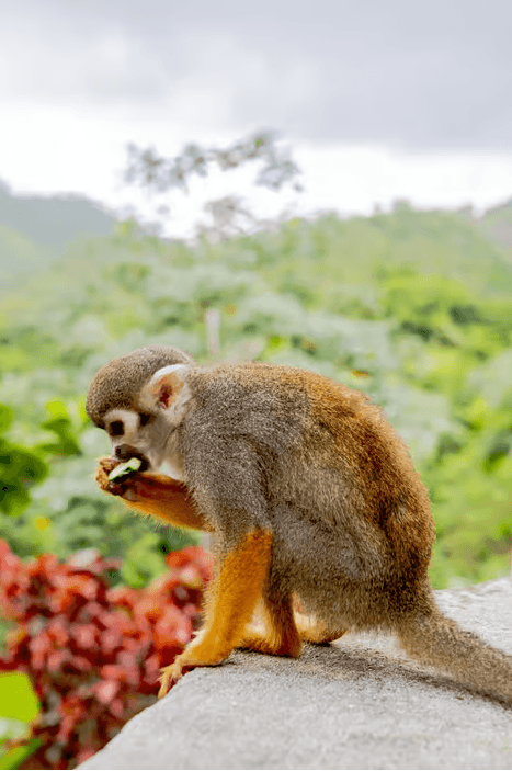 Punta Cana: Ziplines Adventures & Monkeyland Entry - Photo 2 (Gallery view)