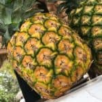 Full-Day Saona Island Tour by Speedboat