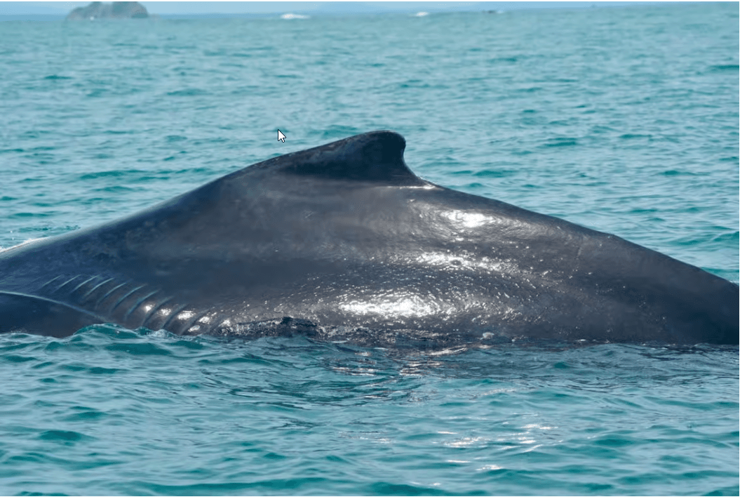 Uvita: Whale & Dolphin Watching Boat Trip w/ Drinks & Snacks - Photo 3 (Gallery view)