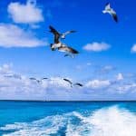 Punta Cana: Saona Island in Private Vehicle and Guide