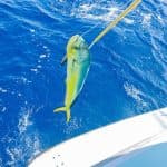 From Punta Cana: Deep Sea Fishing Tour by Boat with Drinks
