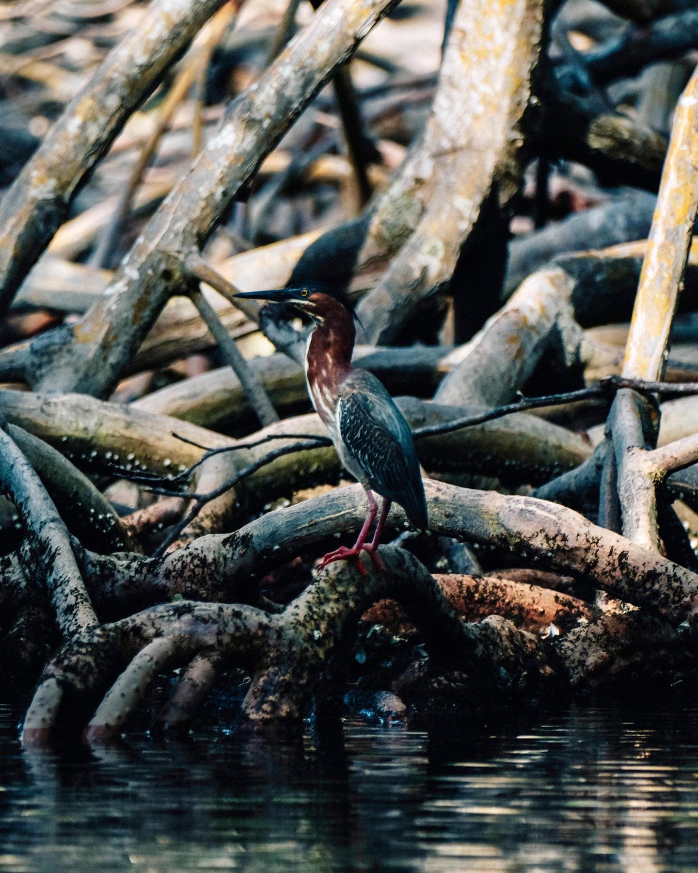 Kayaking in Los Haitises National Park from Caño Hondo | 4-Hour Guided Tour - Dominican Republic