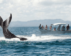 From Punta Cana: Samana Cayo Levantado Whales - Photo 5 (Gallery view)