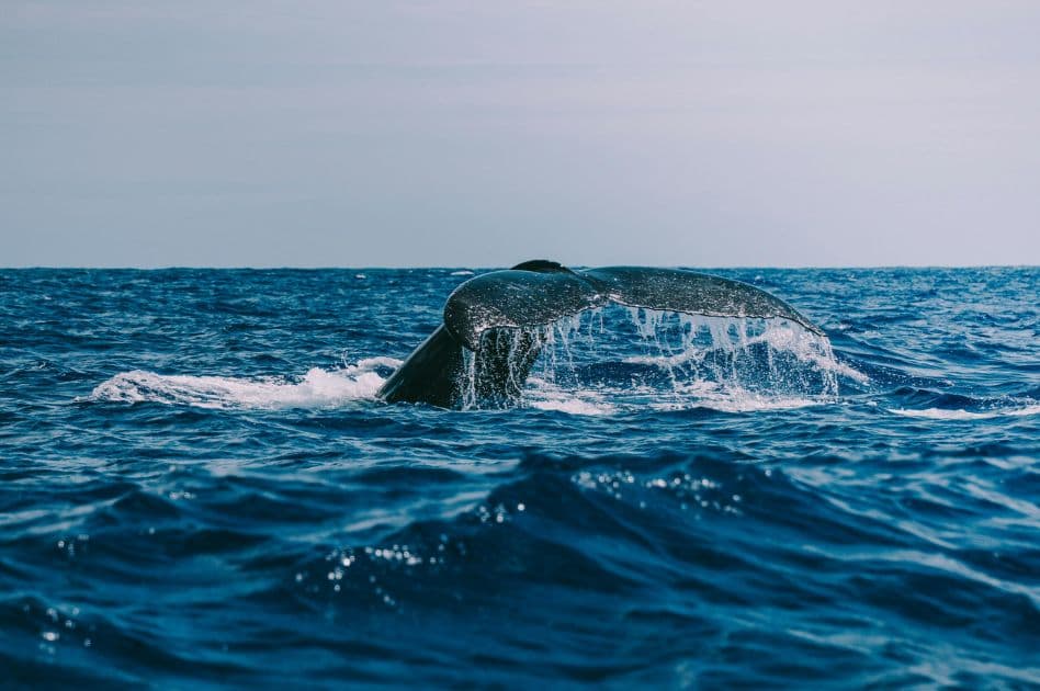 Humpback Whale Watching Experience in Samaná Bay – Half Day Tour From Miches Private 
