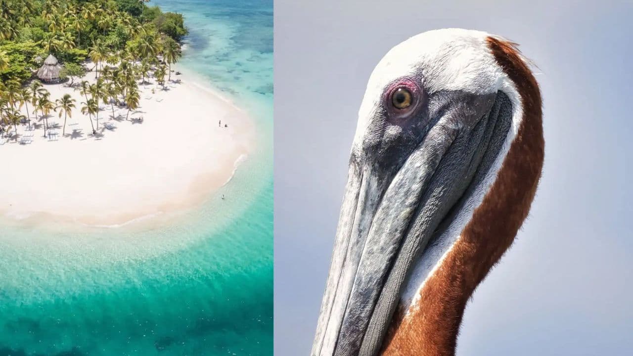 Las Terrenas: Just Los Haitises Boat and Walking Tour
