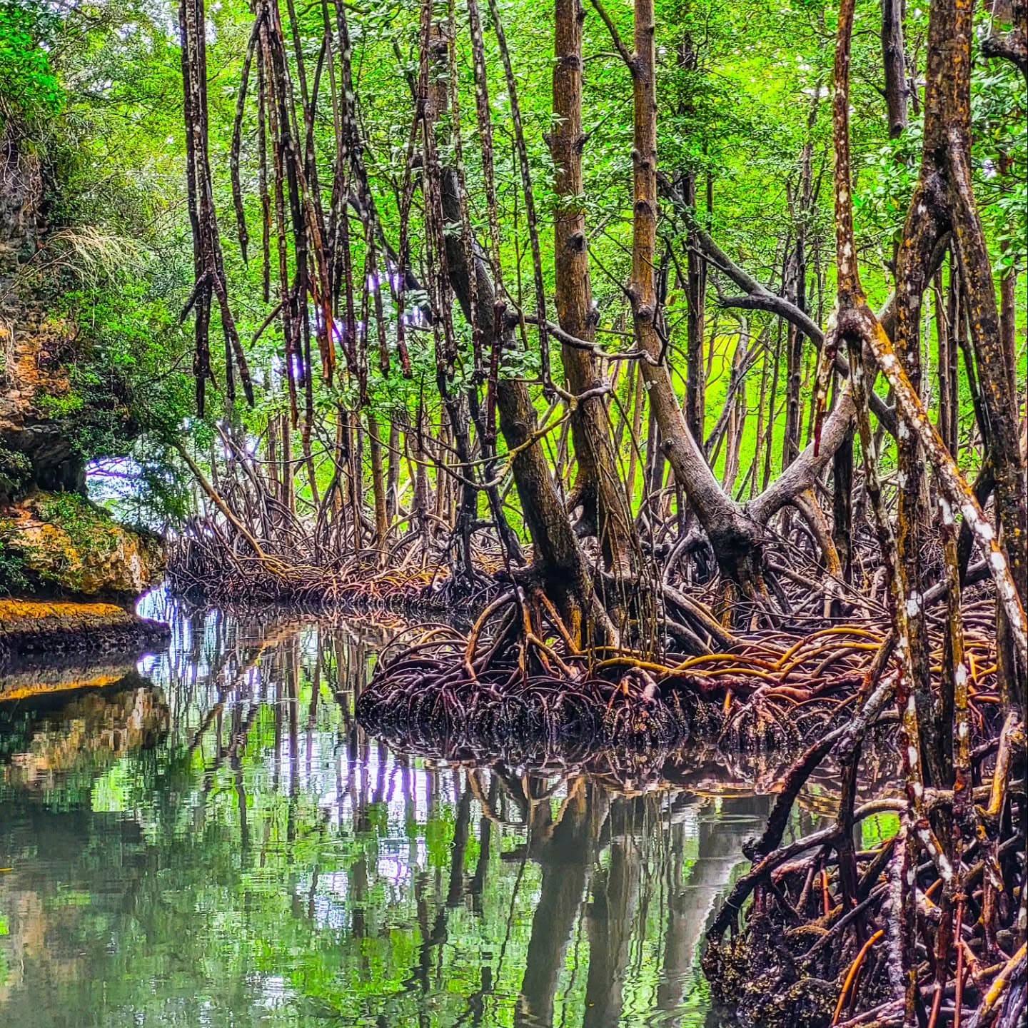 Los Haitises Tour from Santo Domingo, Samaná or Sabana de la Mar. Full Day Trip. - Dominican Republic