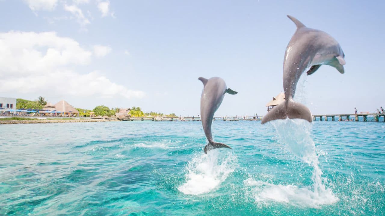 Dolphin Swim in Punta Cana – Best 60-min Dolphin Discovery