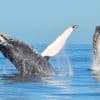 Samana: Guided Day Trip with Buffet Lunch and Whale Watching - Photo 3 (Gallery view)