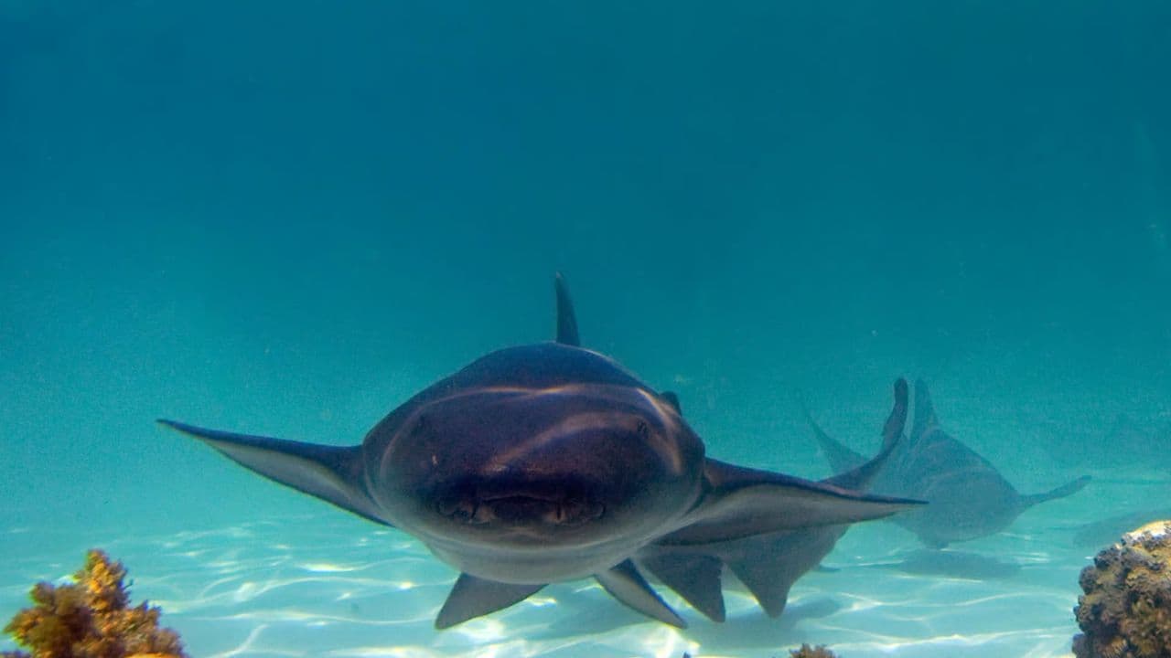 Punta Cana: Dolphin Experience in the Sea