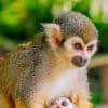Samaná: Monkeyland and Open-Air Safari Truck Tour - Photo 2 (Gallery view)