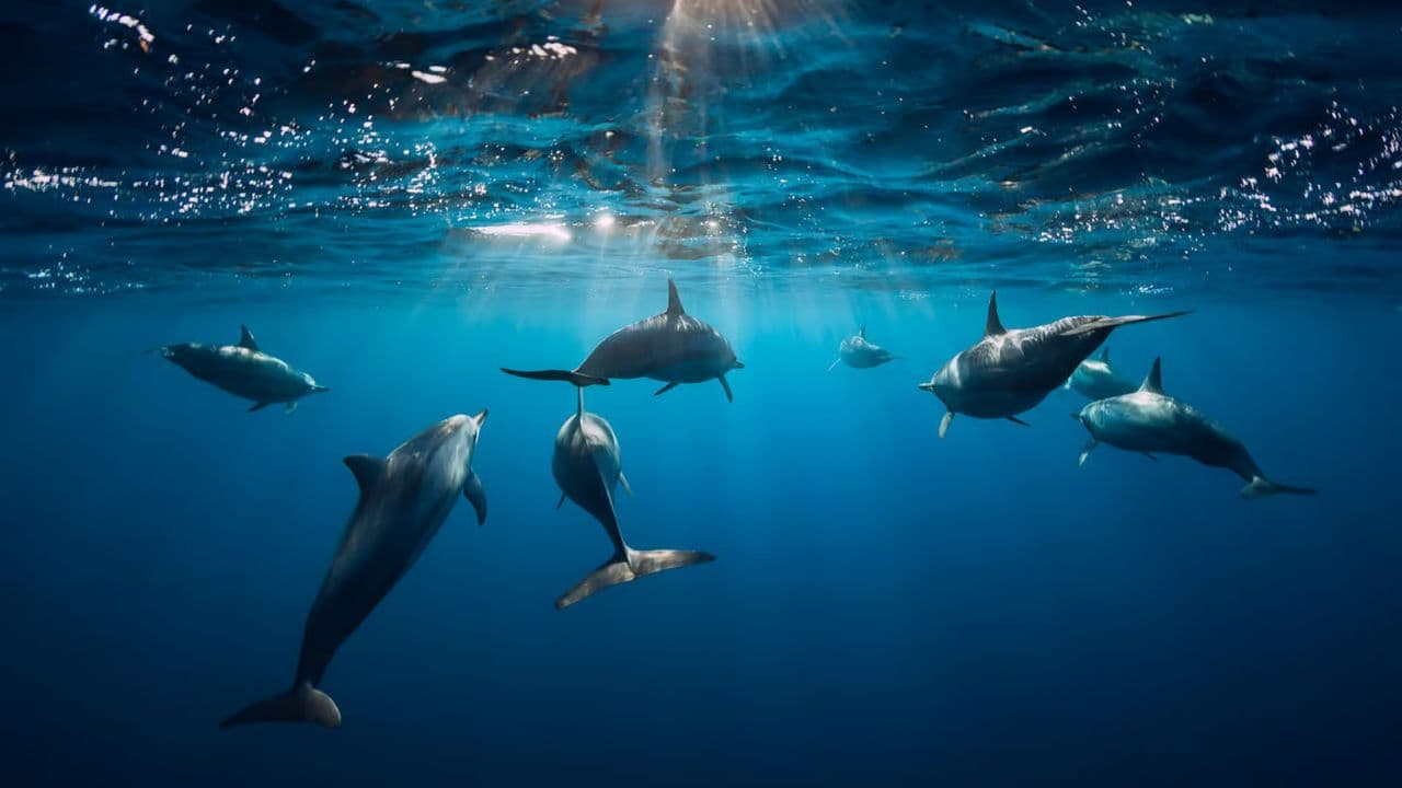 Dolphin Swim in Punta Cana – Best 60-min Dolphin Discovery