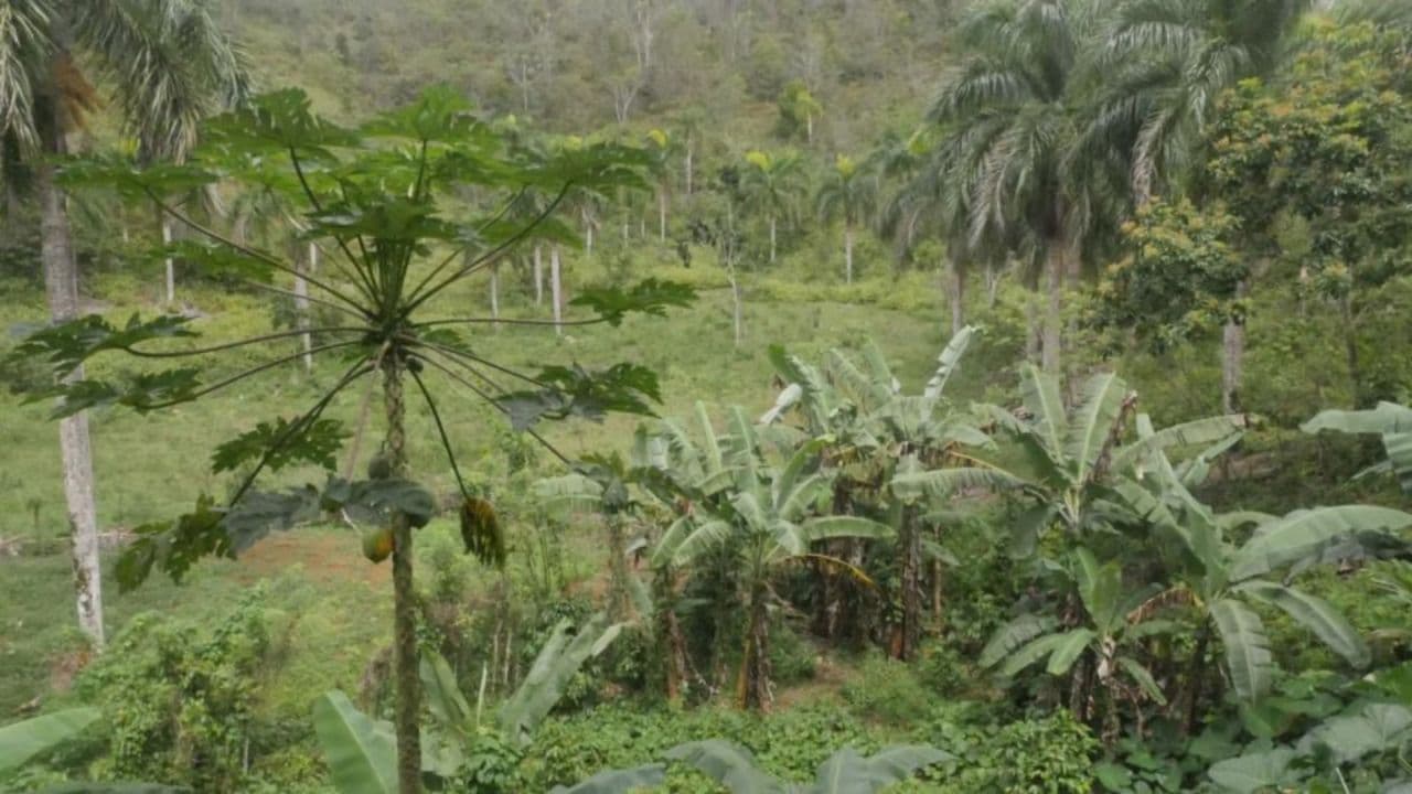 Samana: Full day Samana Amazing tour Punta Cana - Photo 2 (Gallery view)