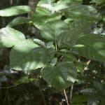 Samana: Bird Watching & Limon Waterfall