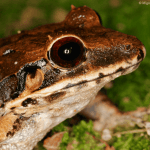 Los Haitises Night Hike In The Rainforest
