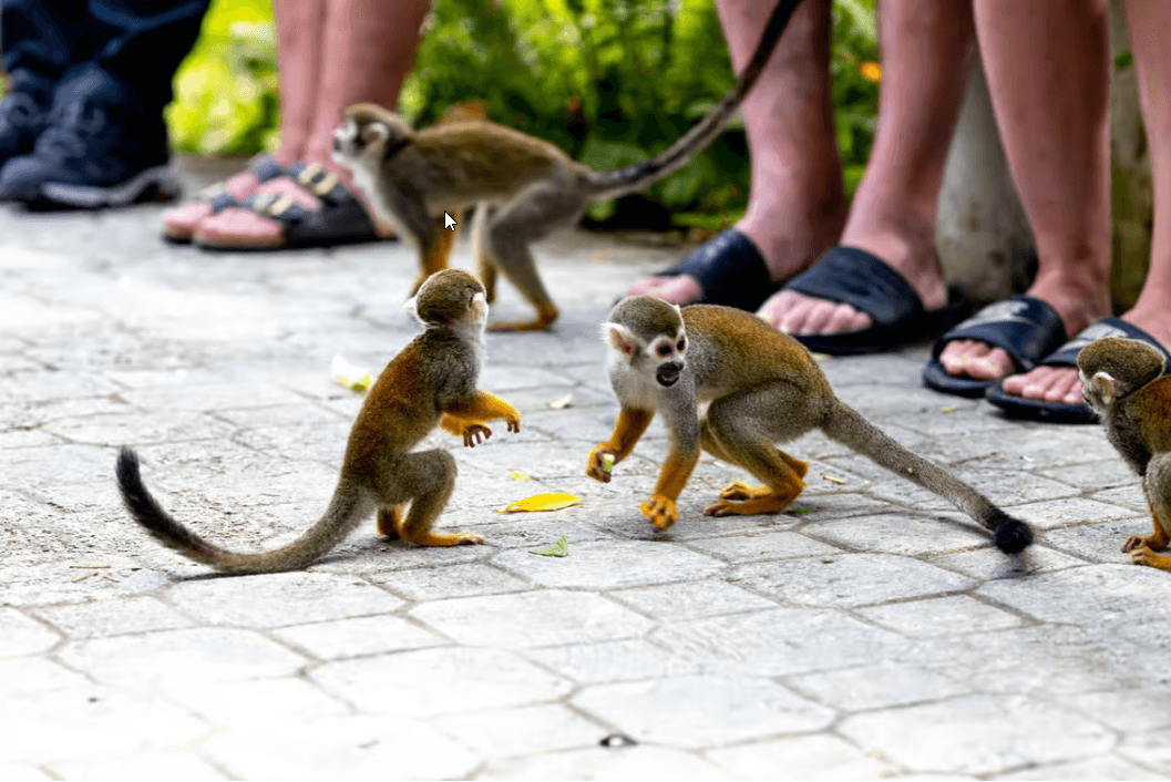 Punta Cana: Półdniowe safari i plantacja w Monkeyland - Photo 5 (Gallery view)