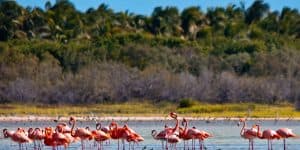 Jaragua Ulusal Parkı: Laguna de Oviedo'yu keşfedin - Photo 4 (Gallery view)