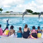 Punta Cana: Dolphin Discovery Swims and Encounters
