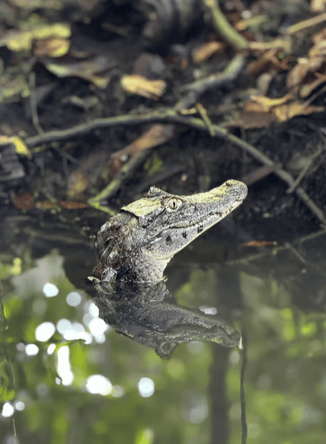 Tortuguero: Tour zu den Kanälen im Nationalpark Tortuguero - Photo 4 (Gallery view)