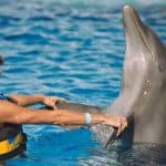 Punta Cana: Swim with Dolphins in the Pool - Photo 3 (Gallery view)