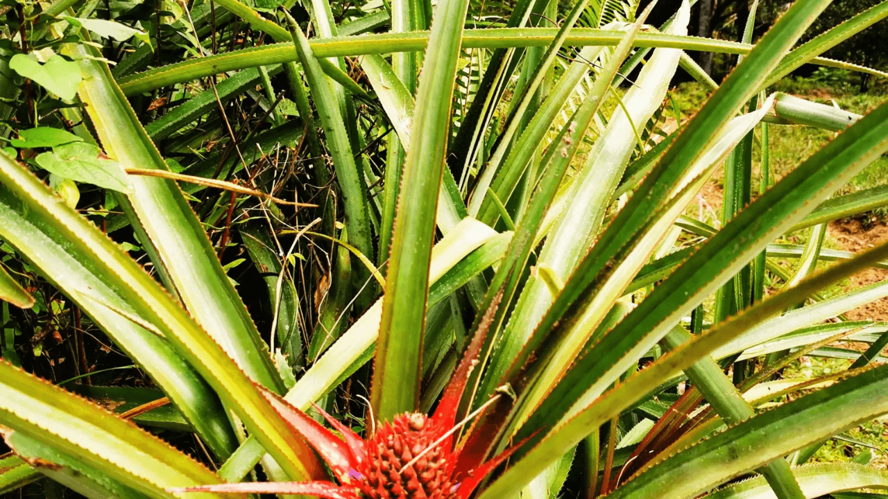 Puerto Plata Trekking - Experience of Nature and Folklore - Dominican Republic