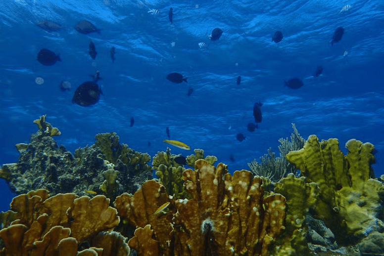 Playa Coral Scuba Diving