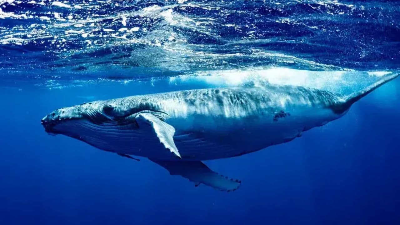 Whale Watching Tour in Samana - Dominican Republic