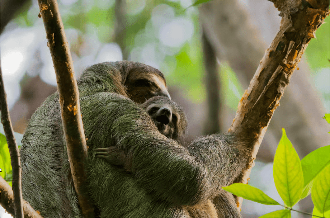 Manuel Antonio Park: Guided Walking Tour with a Naturalist - Dominican Republic