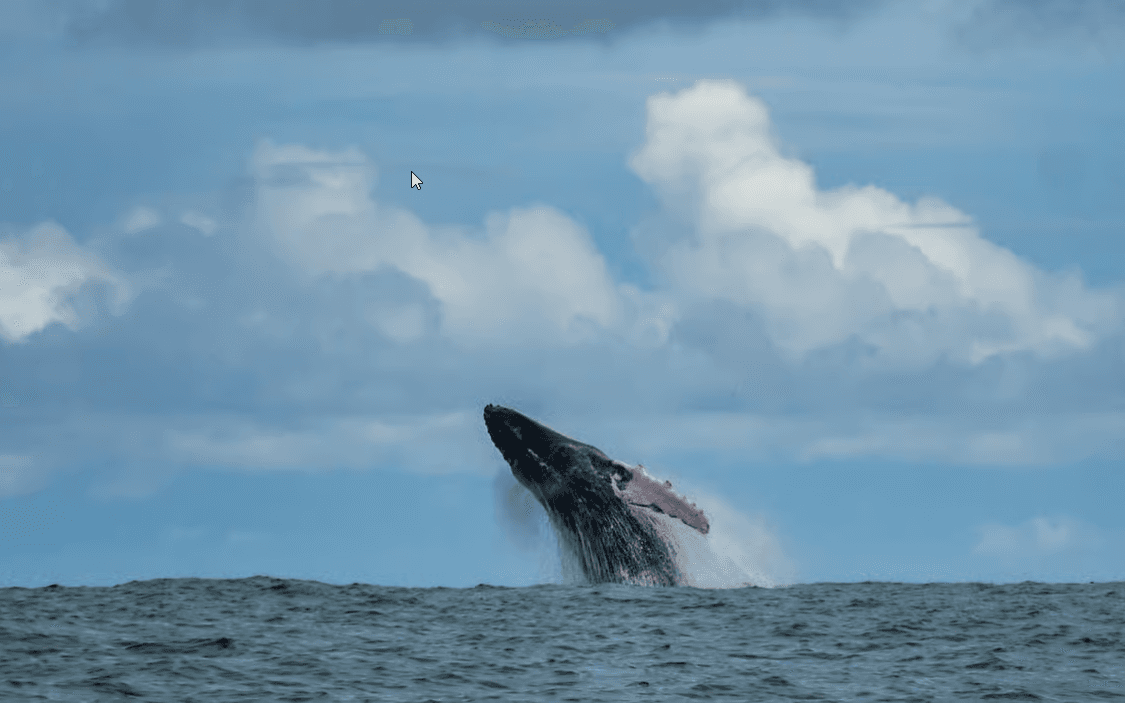 Uvita: Whale & Dolphin Watching Boat Trip w/ Drinks & Snacks - Photo 2 (Gallery view)