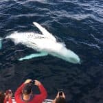 Samaná Whale Watching & Cayo Levantado (Bacardi Island) From Bayahibe - Photo 2 (Gallery view)
