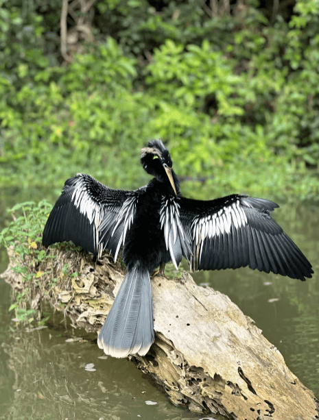 Tortuguero: Tour zu den Kanälen im Nationalpark Tortuguero - Photo 3 (Gallery view)