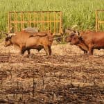 Full day buggy Safari with lunch and Chavon River Tour