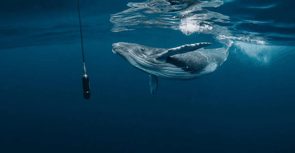 Wie Wissenschaftler den Gesang von Buckelwalen unter Wasser identifizieren