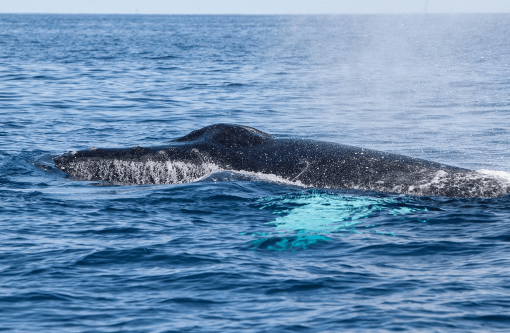 Wie Wissenschaftler Walrufe in der Bucht von Samaná untersuchen