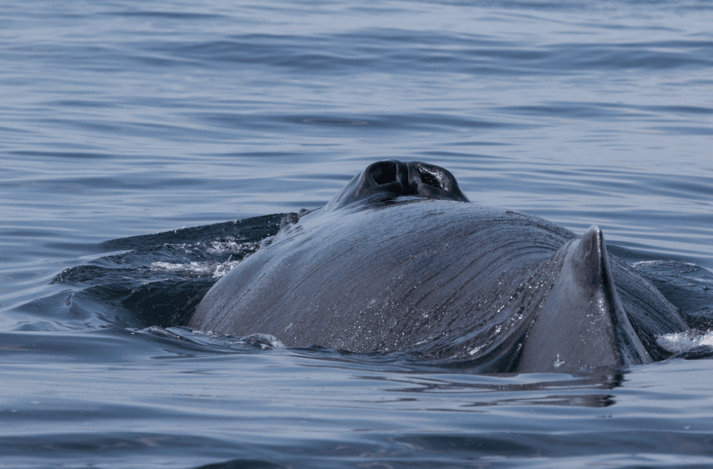 Come le correnti oceaniche influenzano il movimento delle balene nella baia di Samaná