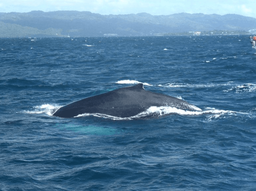 Wie die Wassertiefe Buckelwale in der Bucht von Samaná beeinflusst