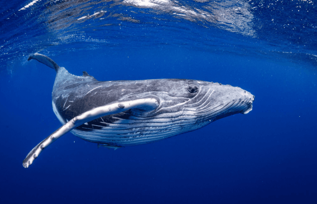 Come il rumore subacqueo influisce sulle megattere