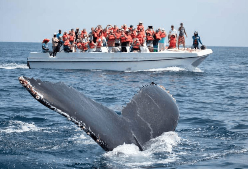 Warum schwimmen Buckelwale in Samaná im Kreis?