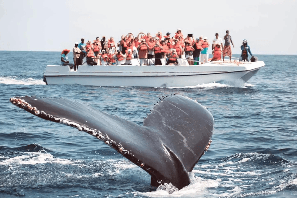 Wie Guides die Walentfernung in der Bucht von Samaná schätzen