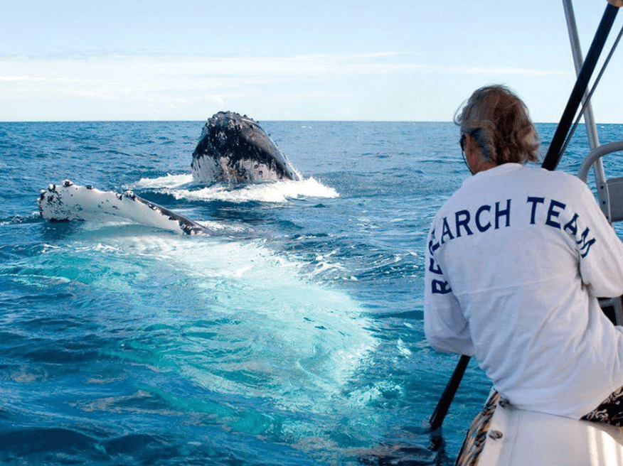 Pourquoi les baleines à bosse ont-elles des plis dans la gorge ? Un guide sur l'anatomie des baleines