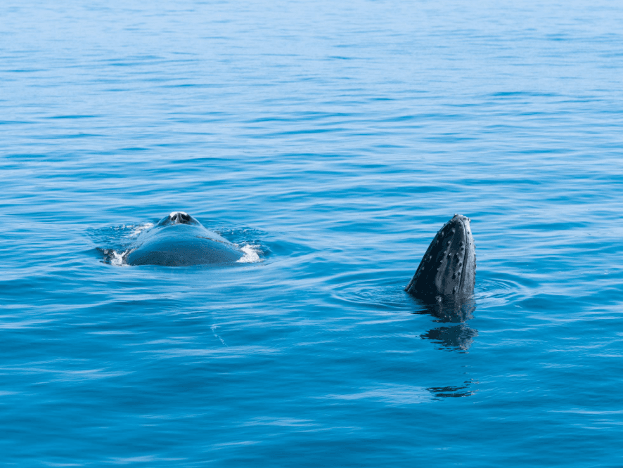 Wie halten sich Buckelwale im Meer warm?