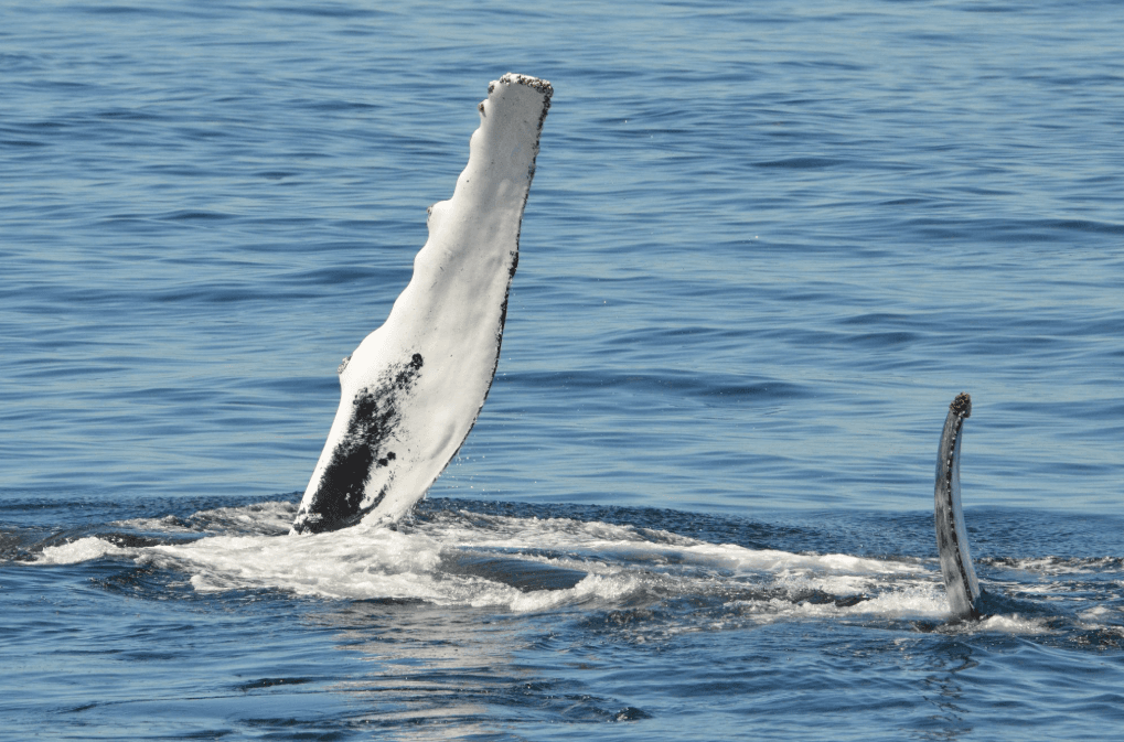 Cómo fotografiar ballenas jorobadas en la bahía de Samaná