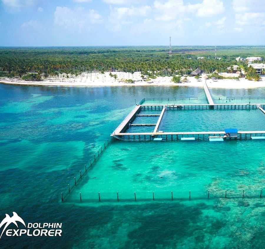 Punta Cana Dolphin Experience: 50 Minutes of Water Fun - Dominican Republic